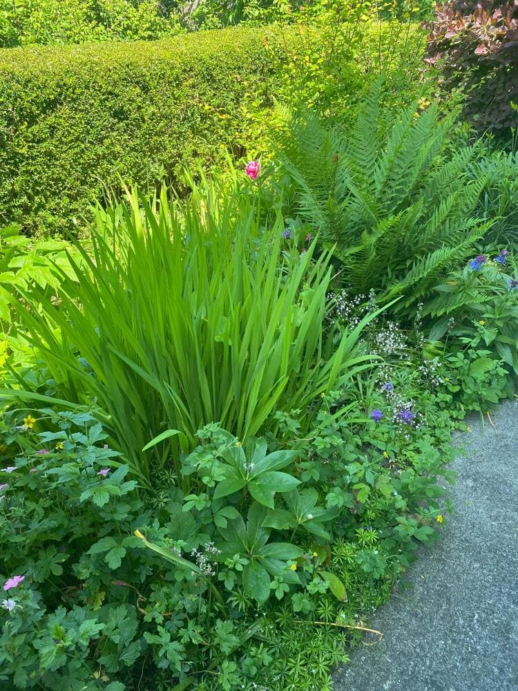 Garden maintenance work 1